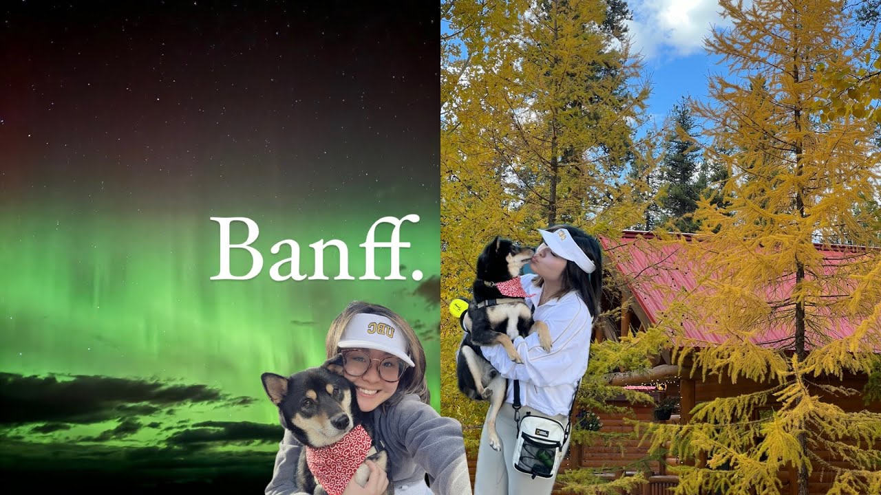 🍁 Banff vlog: Loki's birthday~ Lake Louise, Peyto Lake viewpoint Canada 🩵🐾 follow loki.theblackshiba