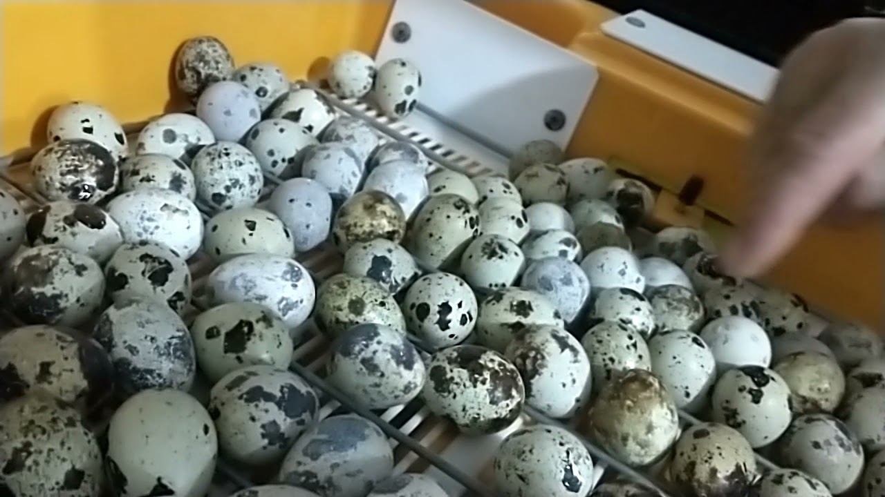 SECRETO QUE NADIE TE DICE PARA OBTENER MAS DEL 80% DE NACIMIENTOS EN CODORNICES Y OTRAS AVES|INEDITO