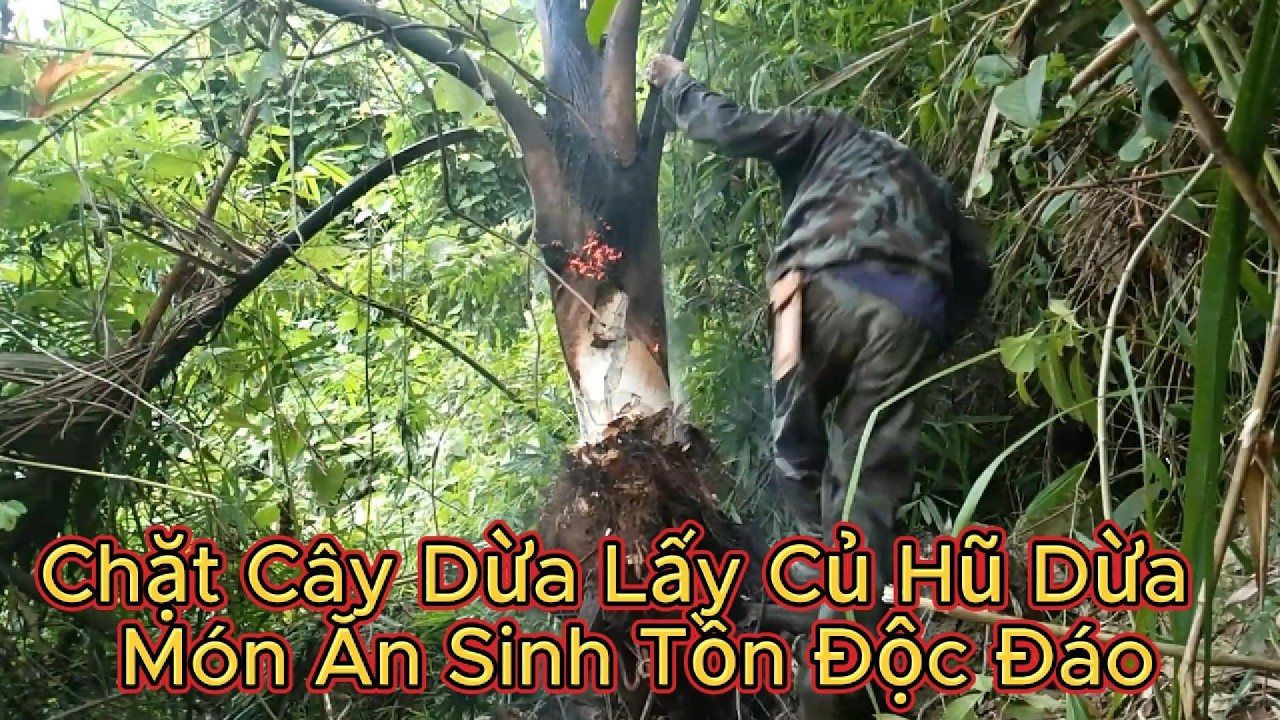 Vào Rừng Chặt Cây Dừa Lấy Củ Hũ Dừa Món Ăn Sinh Tồn Độc Đáo