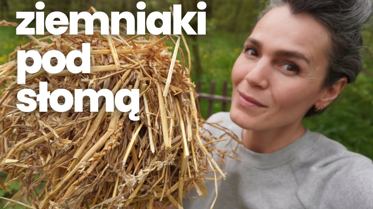 Moje pierwsze ziemniaki. Dlaczego postanowiłam uprawiać je od słomą?