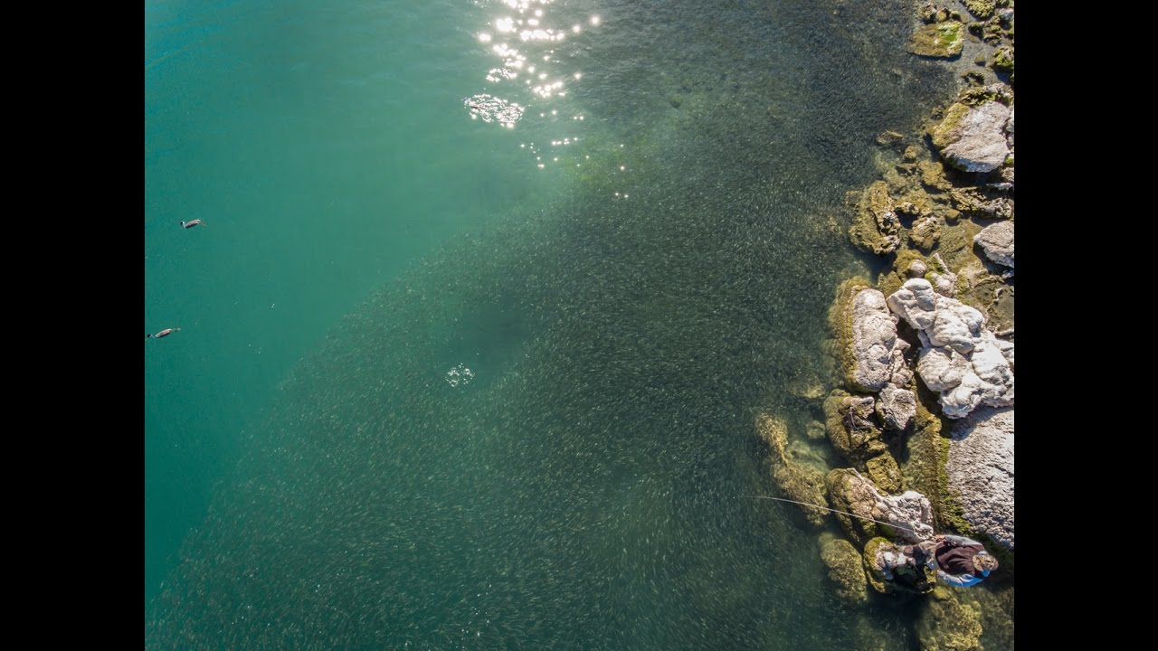 Match the Hatch: Fly Fishing Bait Balls at Pyramid Lake