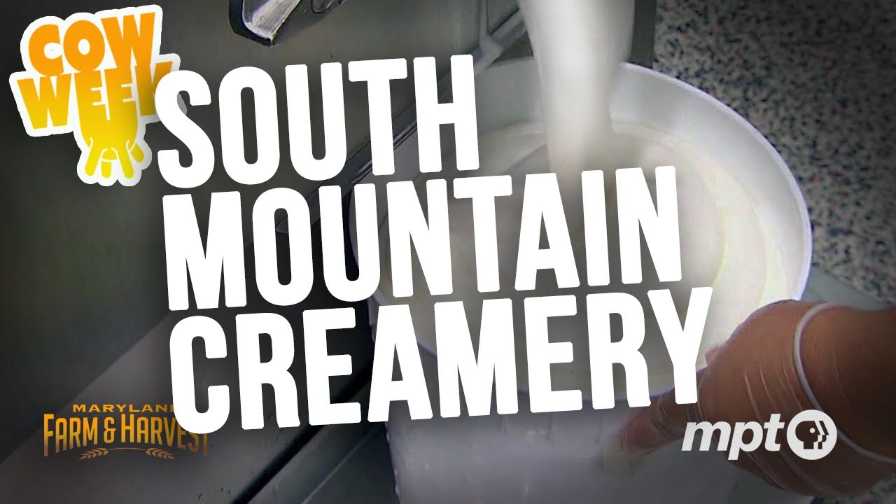 South Mountain Creamery | Cow Week