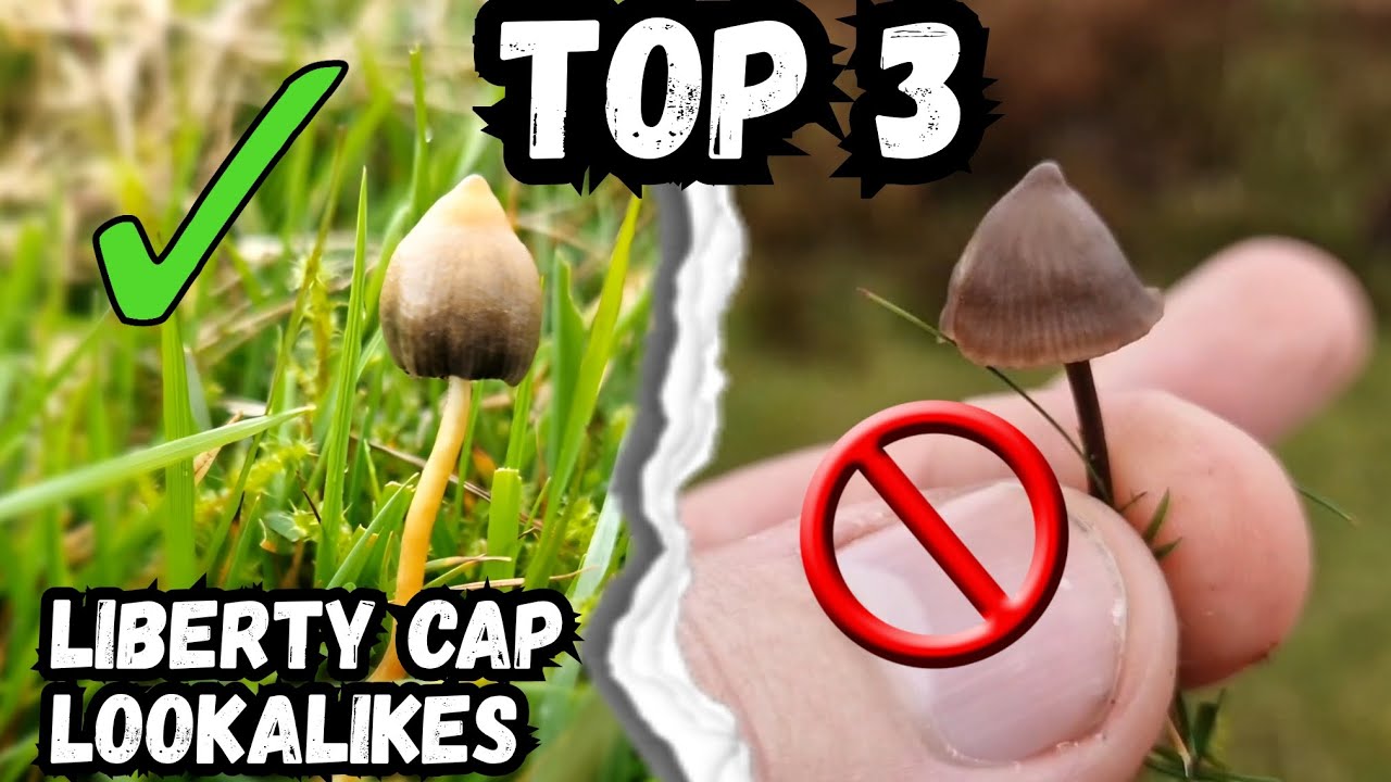 How to identify liberty caps | Direct lookalike COMPARISON GUIDE UK