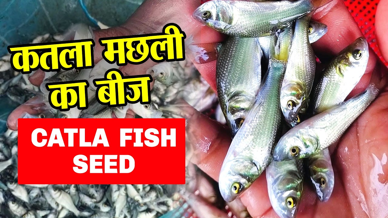 Catla Fish Seed 2026 (कतला मछली बीज) buy at best price from fish seed market in Kolkata