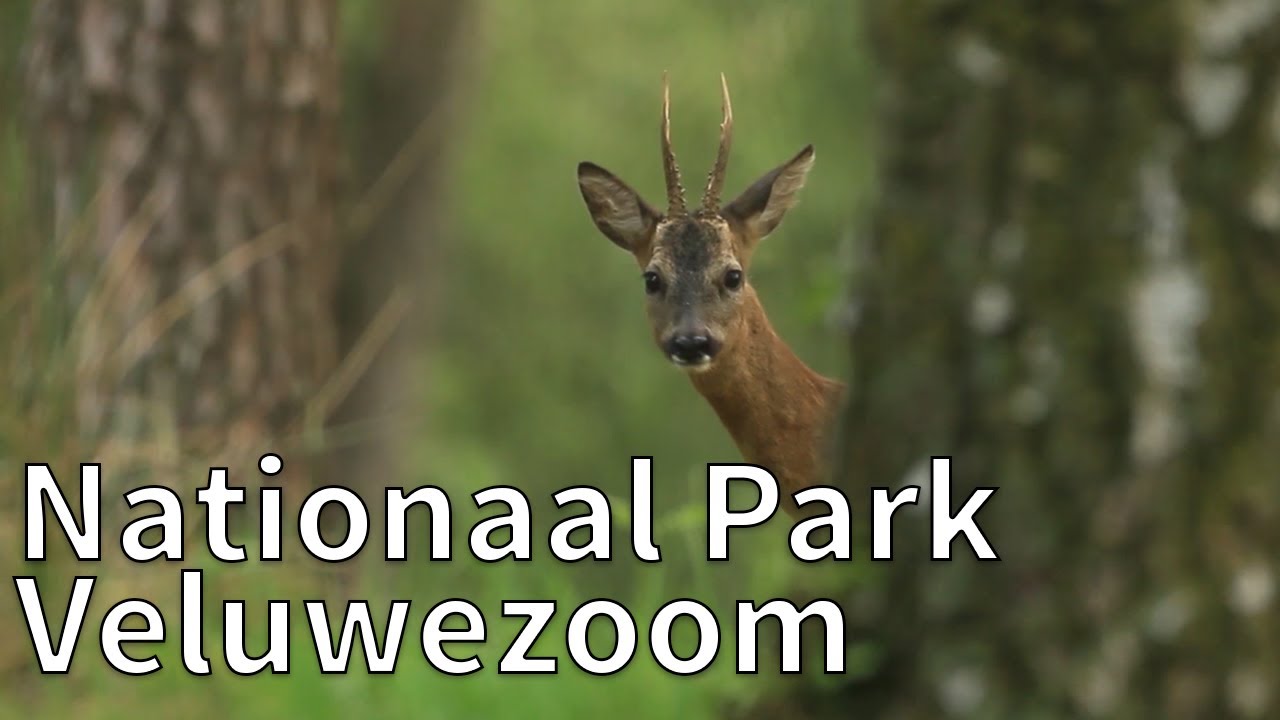 Het beukenbos in Nationaal Park Veluwezoom | Op pad met Ruben