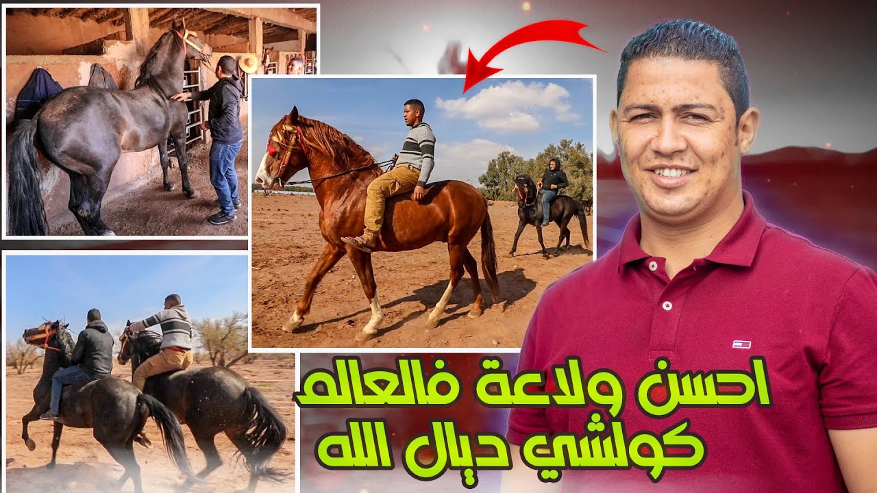 الفراجة فابور و كولشي ديال لله مع خيول برزوق لمراكشي سليماني هبلني او لبرگي سطاني الدهم نساني اللهم