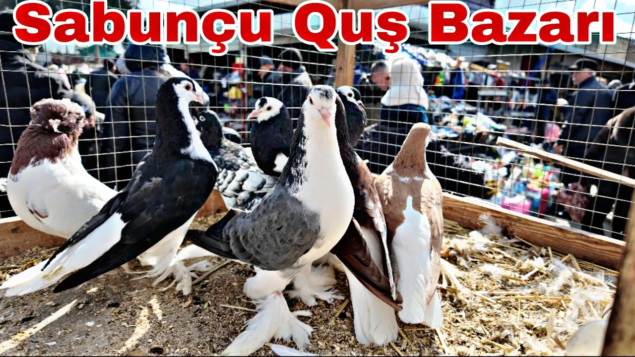 Sabunçu Quş Bazarı 1 mart 2026