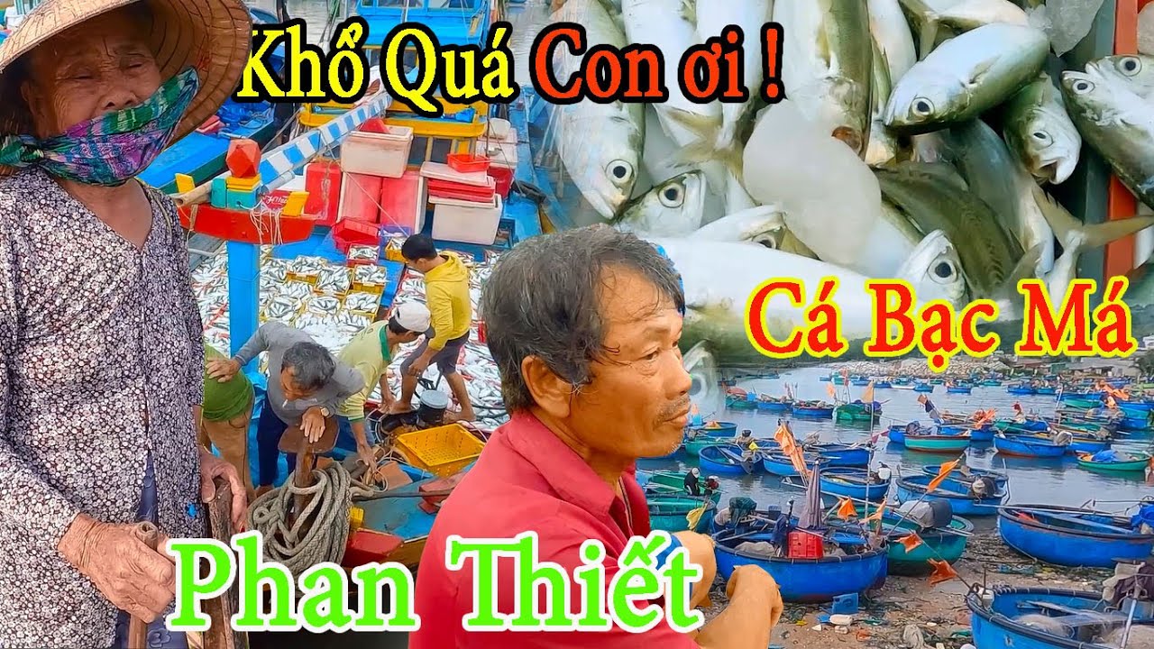 ĐƯỜNG VỀ MIỀN TRUNG 2║Cảng Phan Thiết Trúng Cá Bạc Má Ngập Ghe,Làng Chài Điều Hiêu Vài Con Cá.