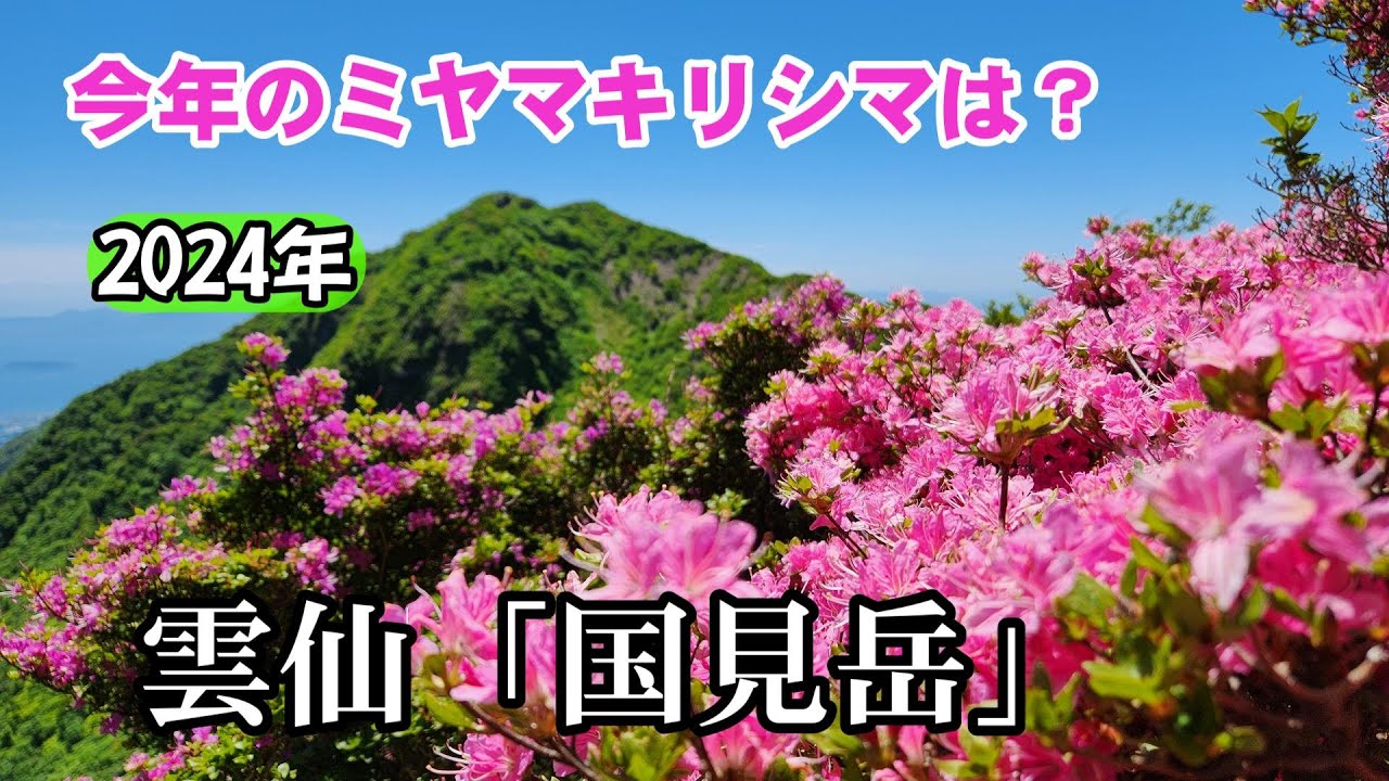 今年の雲仙のミヤマキリシマ（2024年）