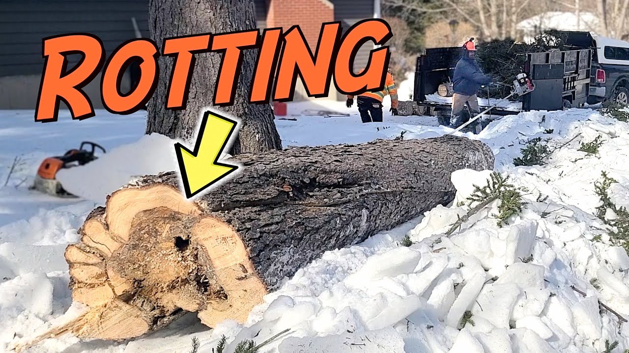 Removing Dangerous Tree Before Nature Does