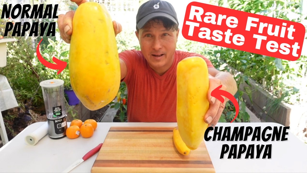 Taste Testing Rare Subtropical Champagne Papaya Fruit aka Babaco