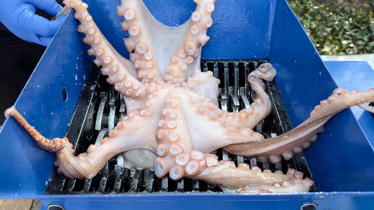 Shredding Real Octopus! Amazing Video!