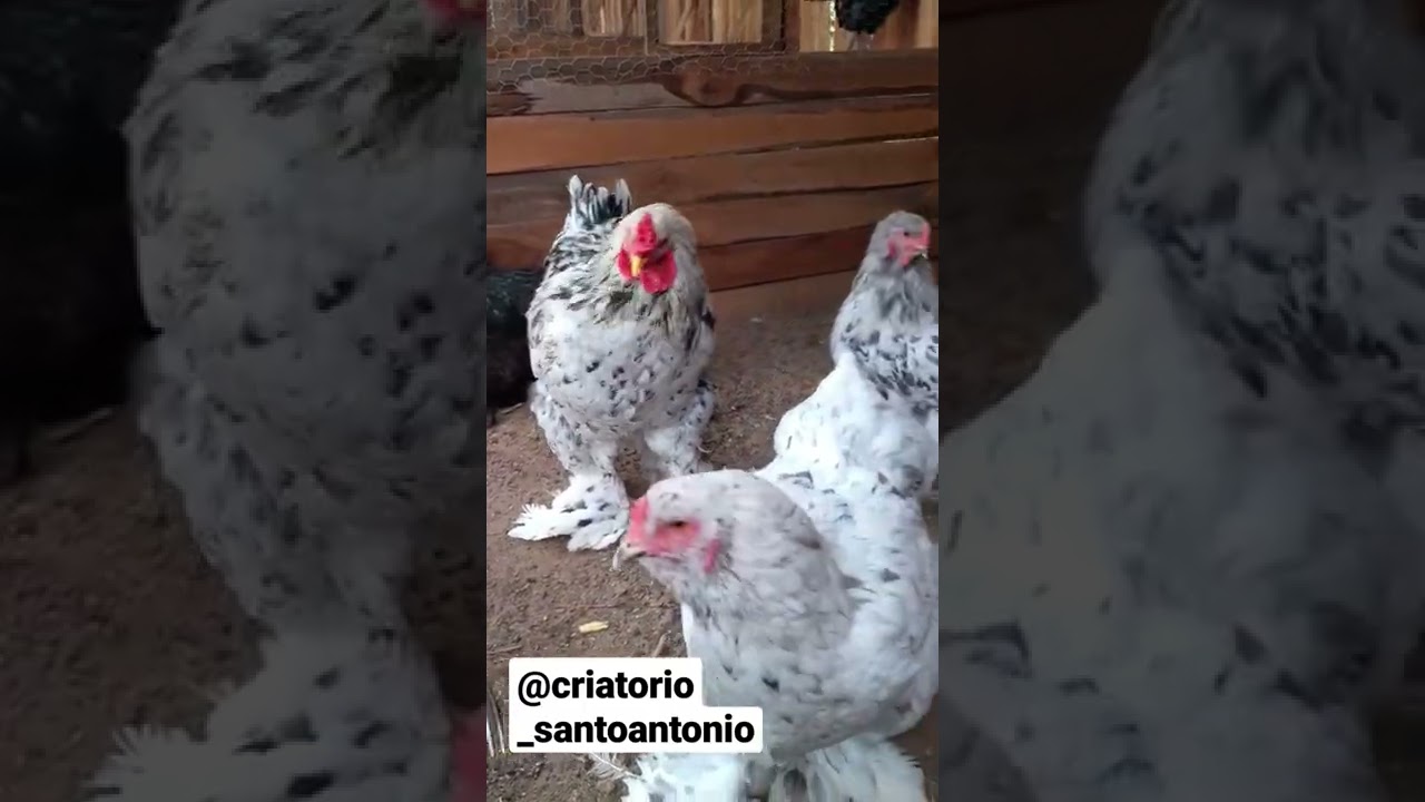 Brahma Splash 🐔❤️ - Criat&oacute;rio Santo Ant&ocirc;nio