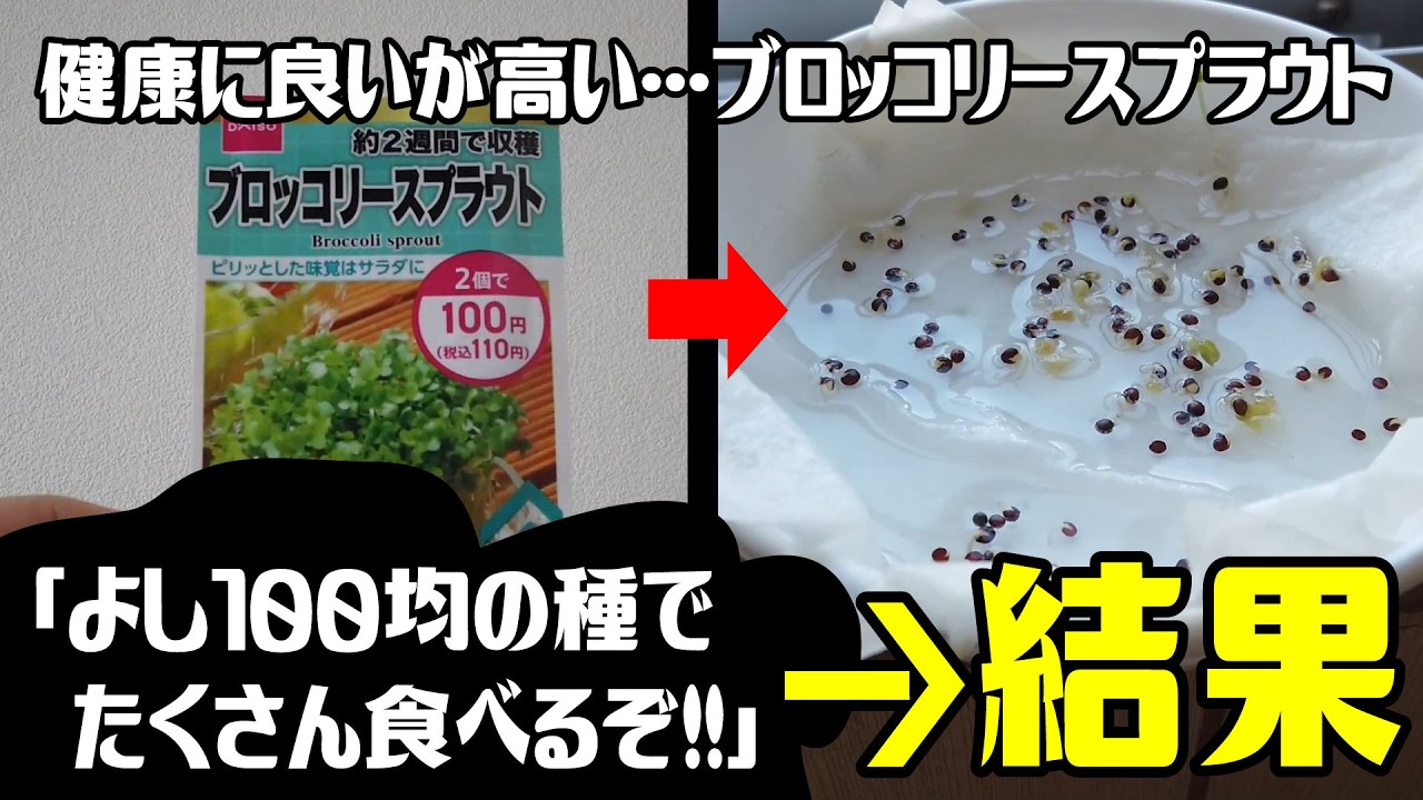 【収穫】ブロッコリースプラウトは健康に良いが高い　→「よし、100均の種を撒こう」　→結果
