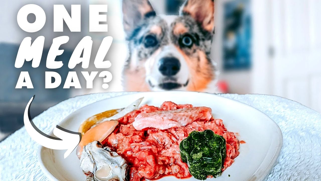 Should You Feed Your Raw Fed Pet One Meal A Day?