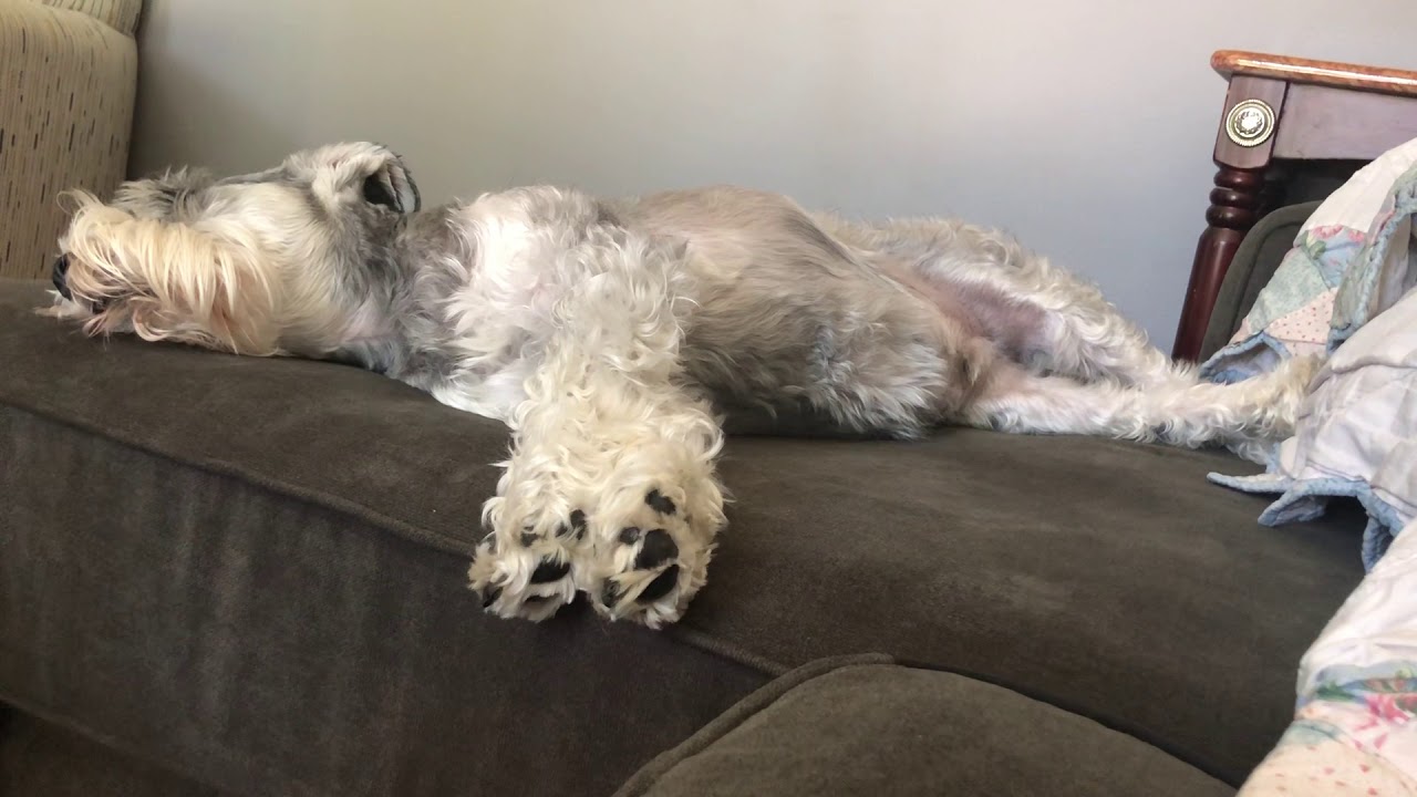 Funny Dog Running In His Sleep While Napping