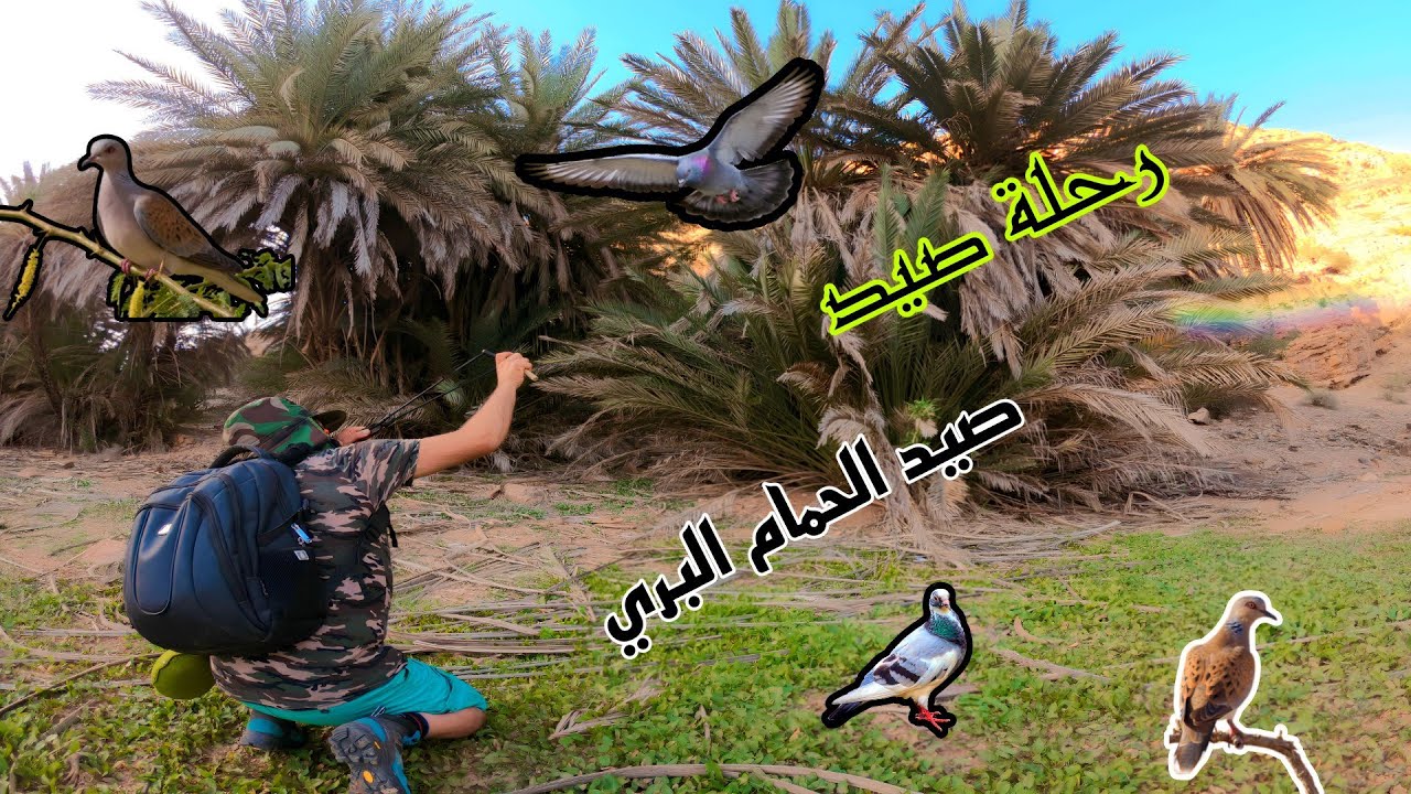الحياة البرية:تحدي صيد الحمام 🦜البري بالجباد في البراري خدعة خطيرة لصيد الحمام 🦜 البري