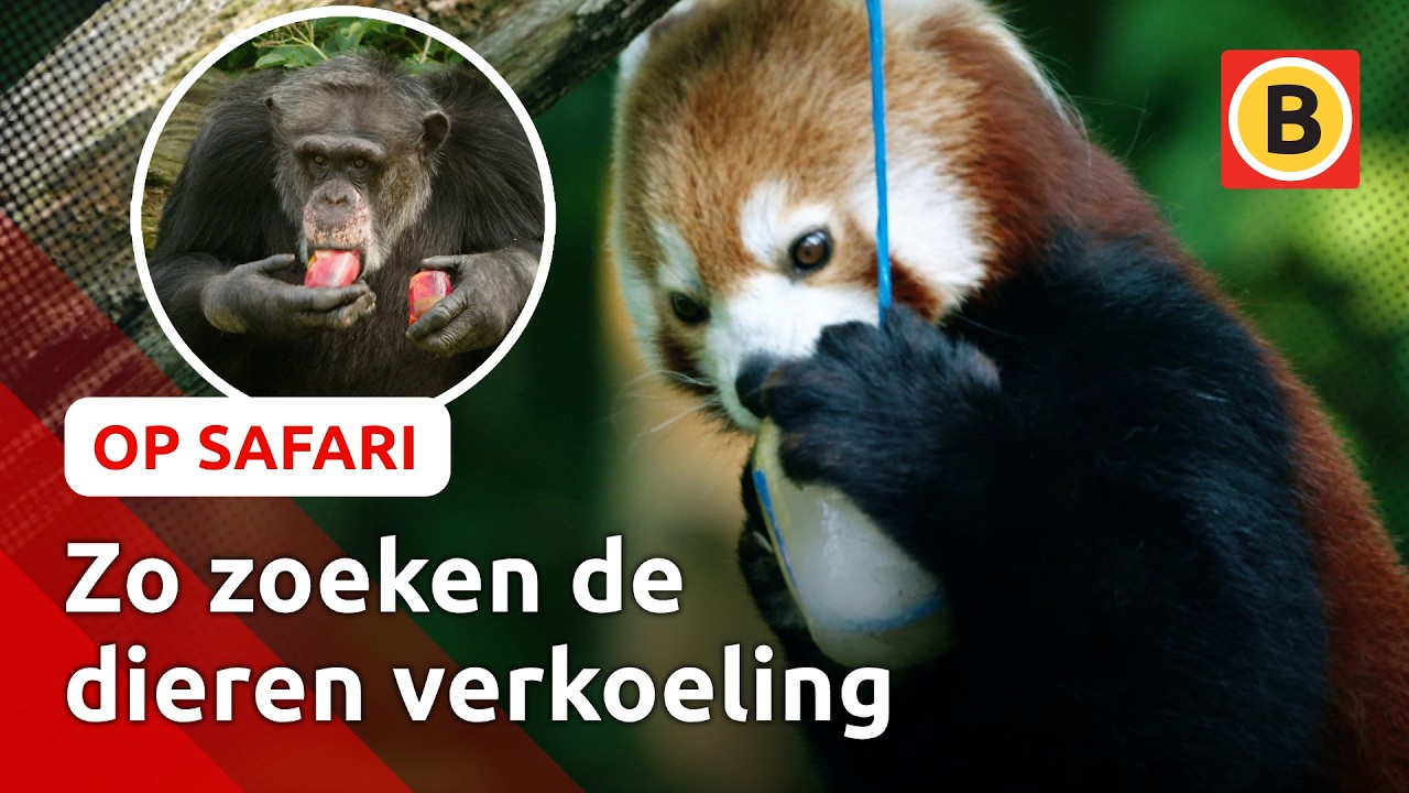 Dieren krijgen ijsjes 🍦 | Op Safari #8