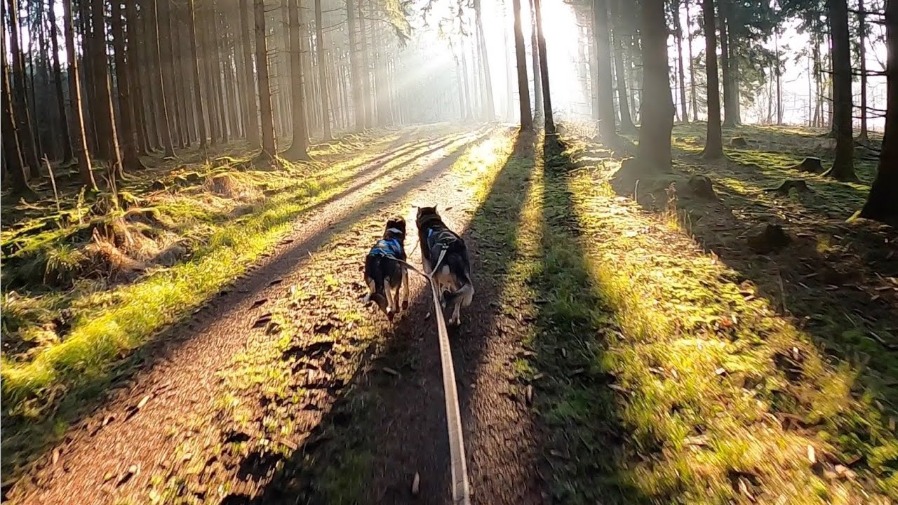 Dogscooter mit Ragna und Grindel