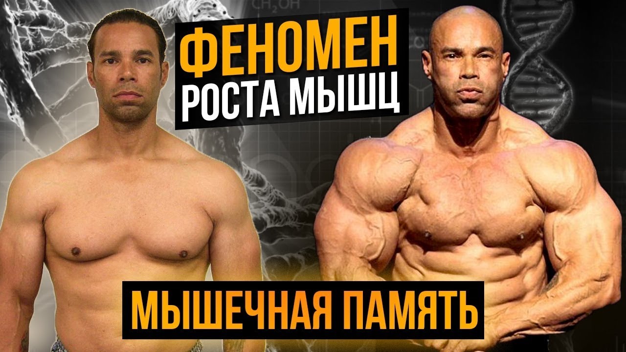 МЫШЕЧНАЯ ПАМЯТЬ и ДНК (Бодибилдинг)