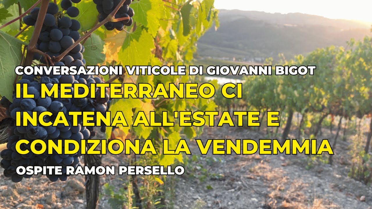 Il Mediterraneo ci incatena all'estate e condiziona la vendemmia