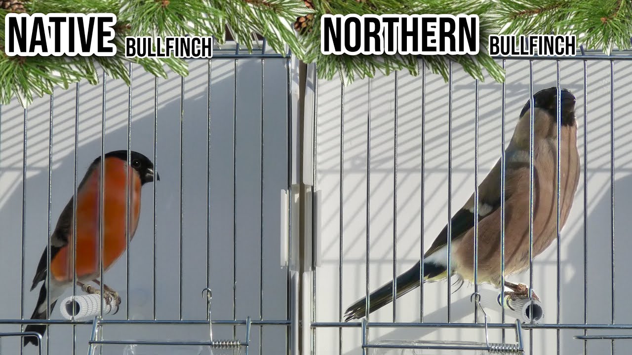 Native VS Northern Siberian BULLFINCH