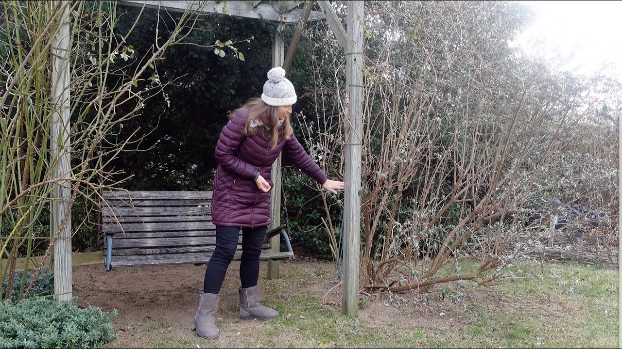 How to Grow and Care for Butterfly Bush