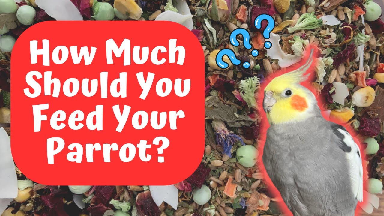 How Much Should You Feed Your Parrot? | TheParrotTeacher