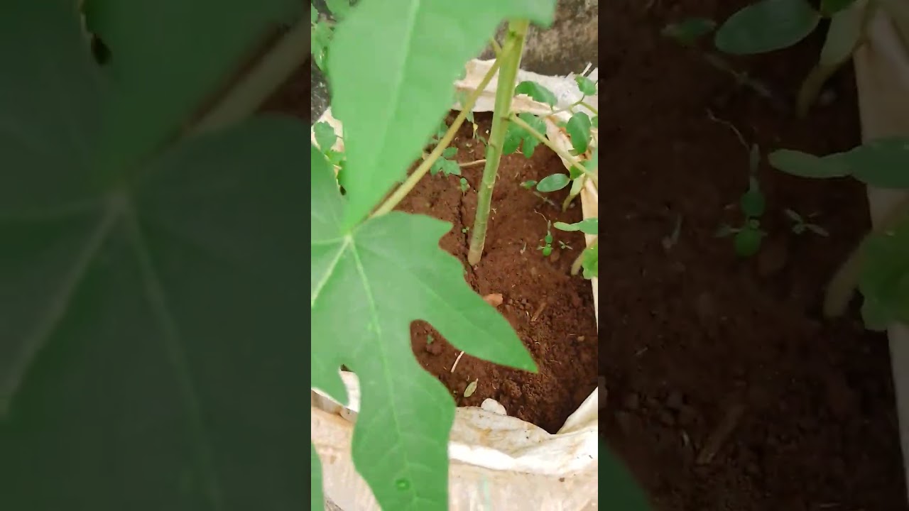 my small garden 2
