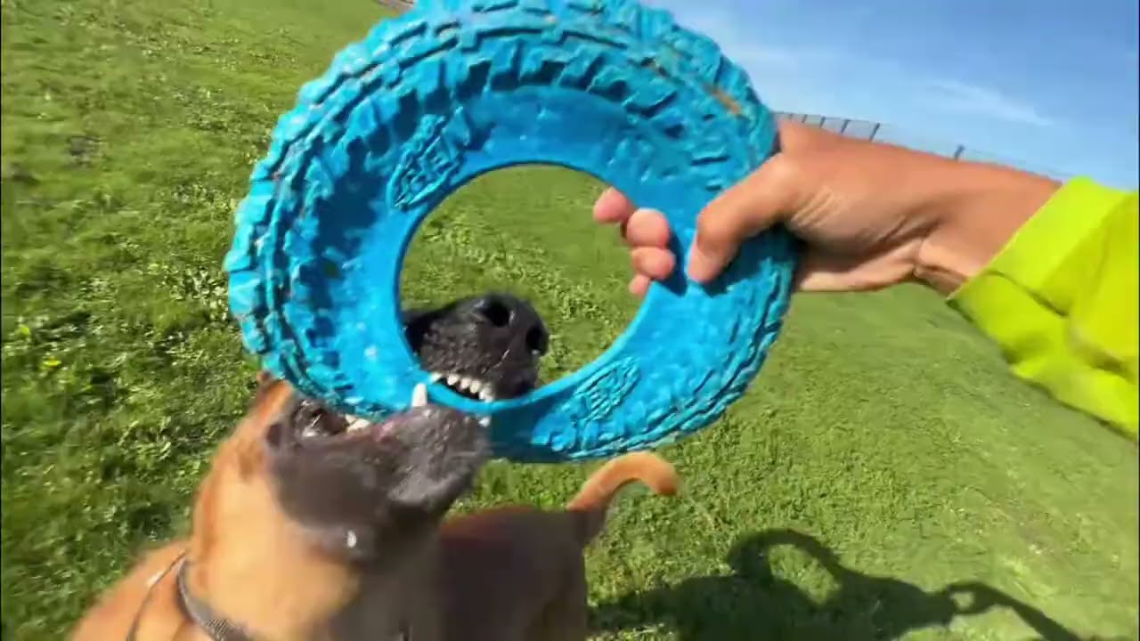 Dog Agility Training: Watch Him Go! Amazing Tricks!
