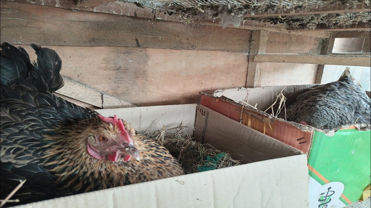 HOW TO MAKE A HEN GO BROODY, HOW BRAKE A HEN FROM GOING BROODY & CARE FOR A BROODY HEN