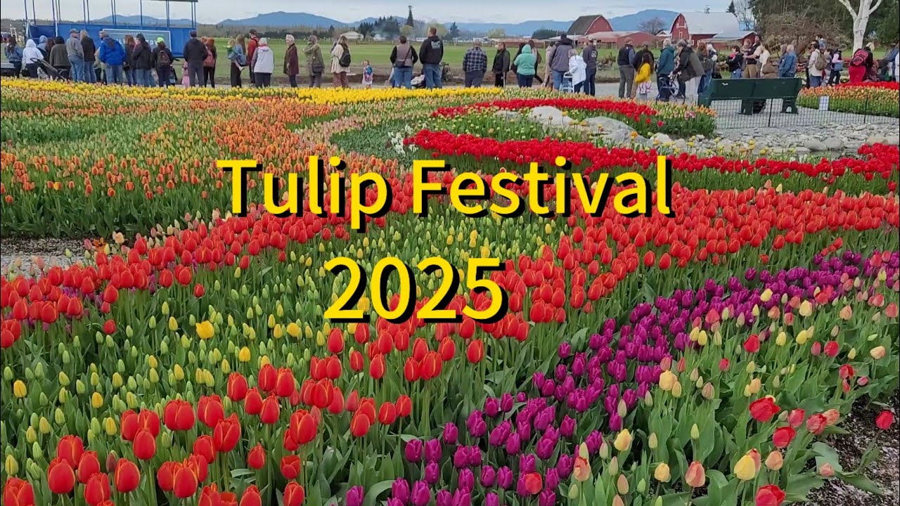 Tulalip Town Mount Vernon, WA/ Music, Food, and Flowers 🌷4/9/2025