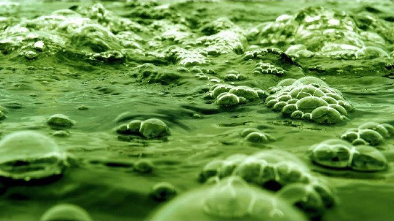 Les algues : une solution pour les biocarburants ?