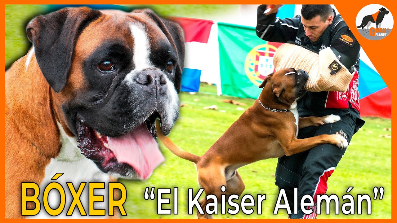 Bóxer 