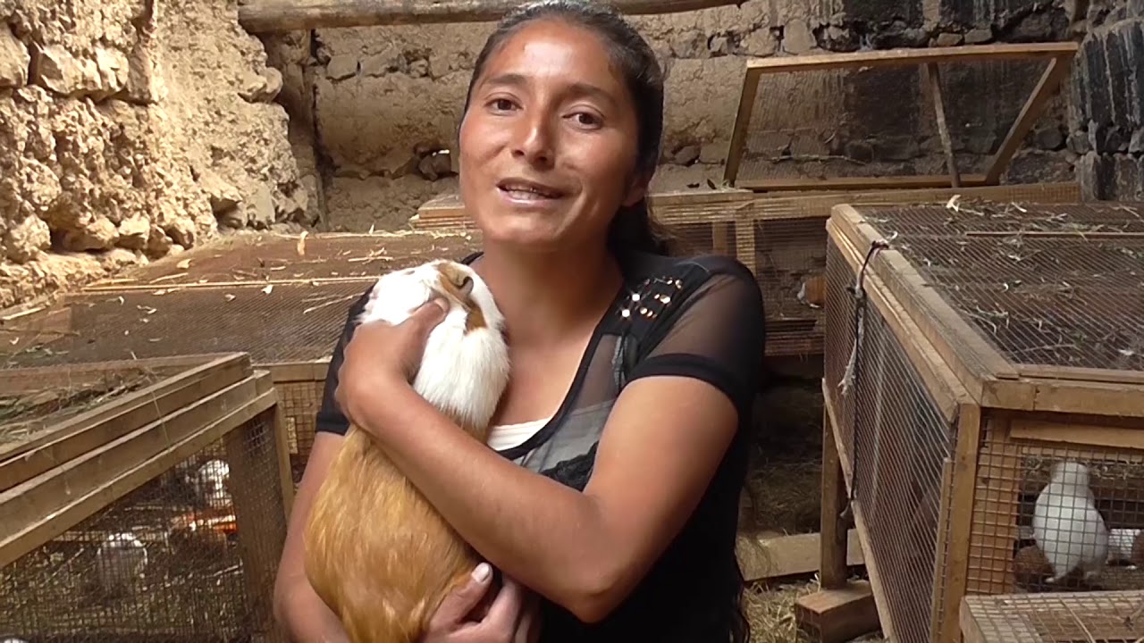 Producción y Comercialización del Cuy