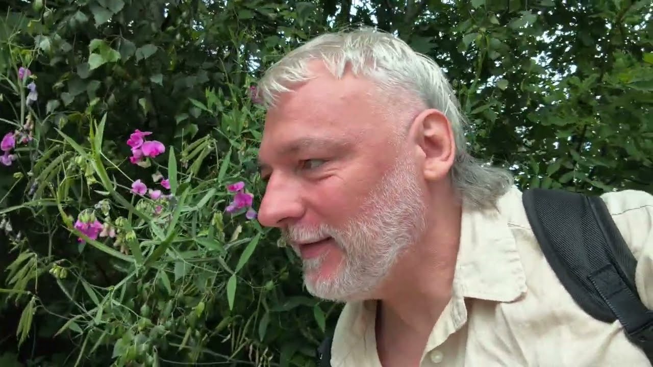 Dzika kuchnia w Poznaniu: groszek szerokolistny, szparagi, Leśmian w krzakach i czarcie żebro