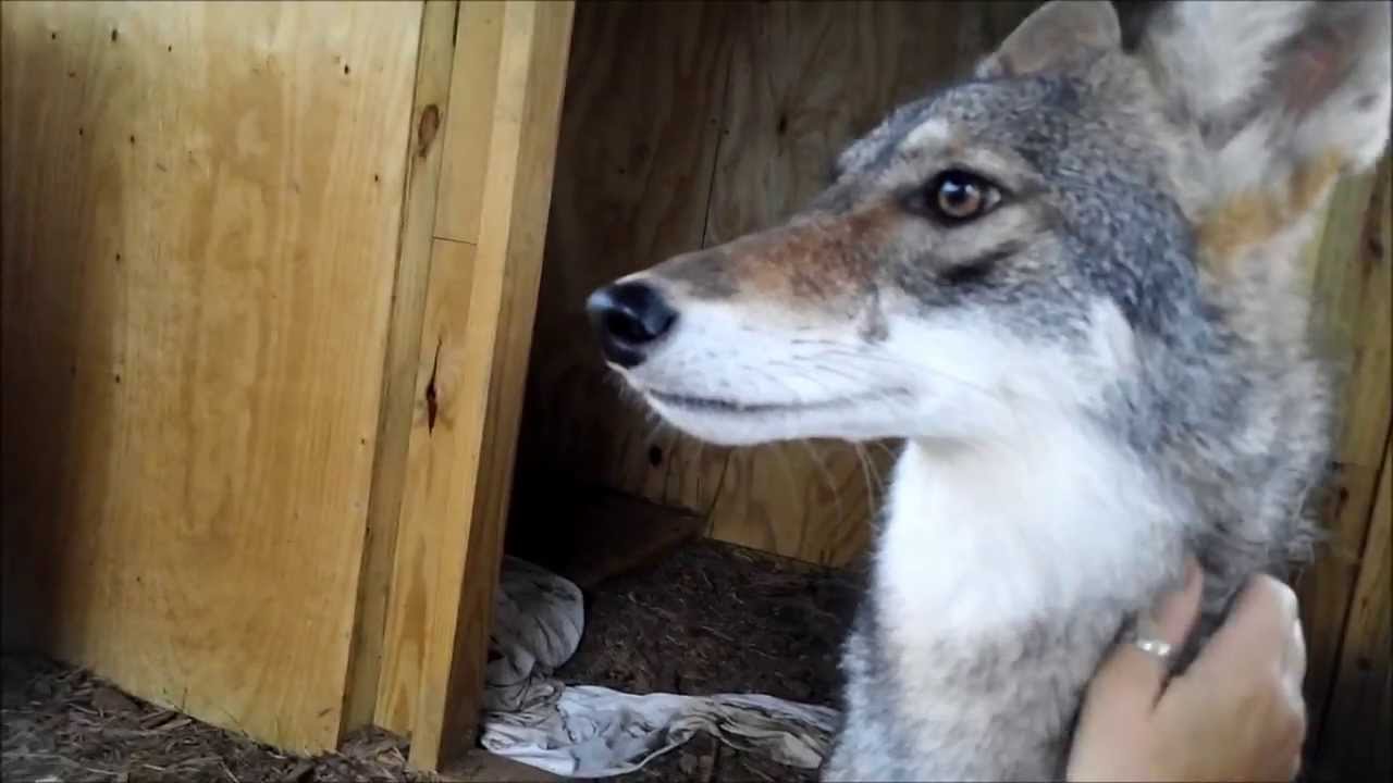 Rue Coyote, Working on Getting Comfortable With An Open Door   Nature's Nursery