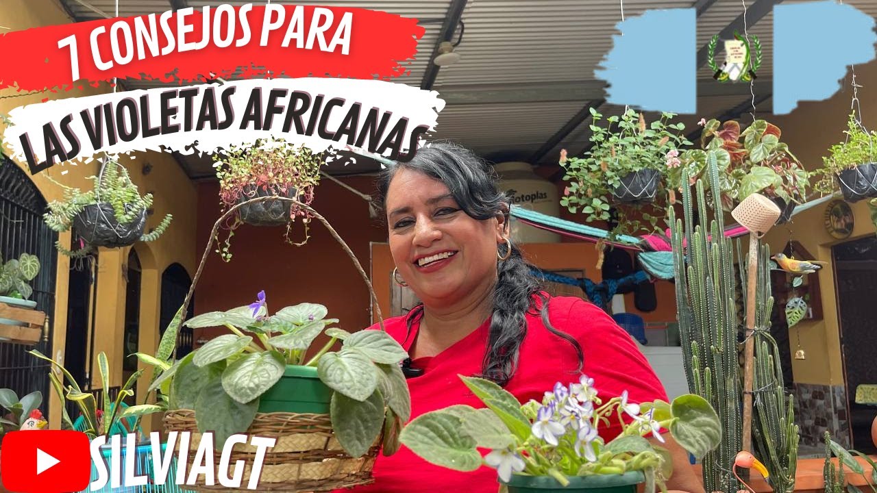 EL JARDIN DE SILVIA Y SUS VIOLETAS AFRICANAS FLORECEN...
