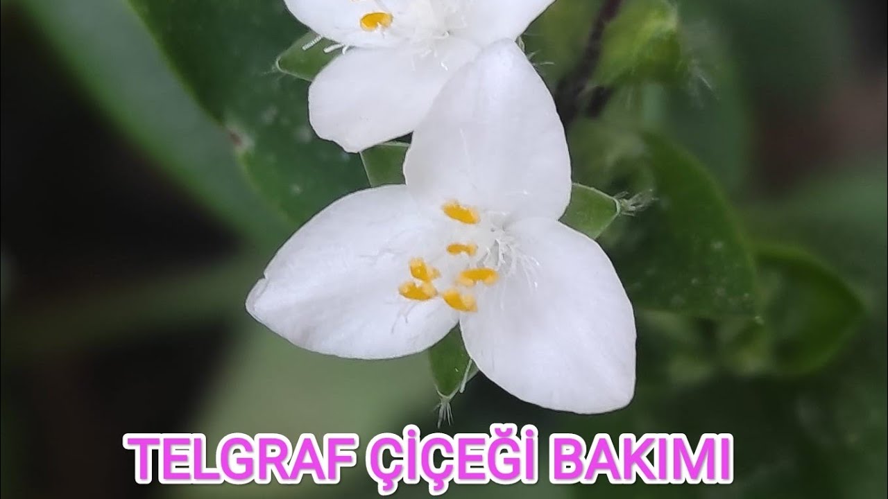 TELGRAF ÇİÇEĞİ (tradescantia fluminensis) BAKIMI NASIL OLUR