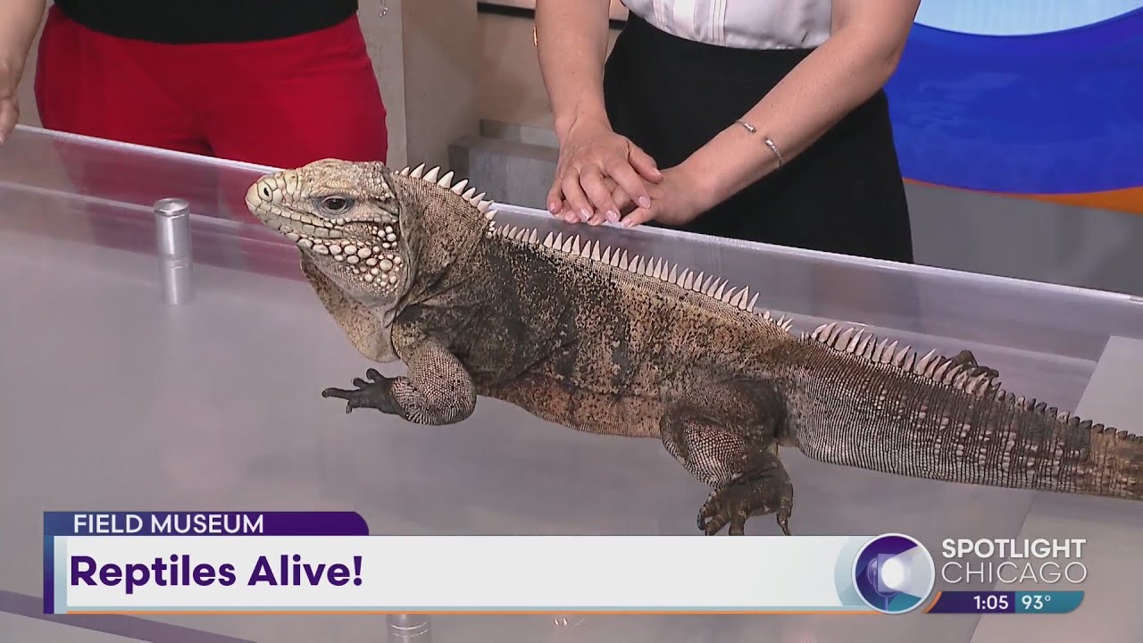 Field Museum: Reptiles Alive!