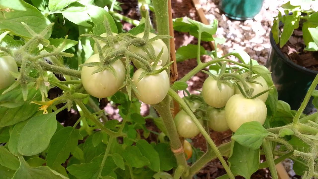 Phoenix Arizona Tomato garden