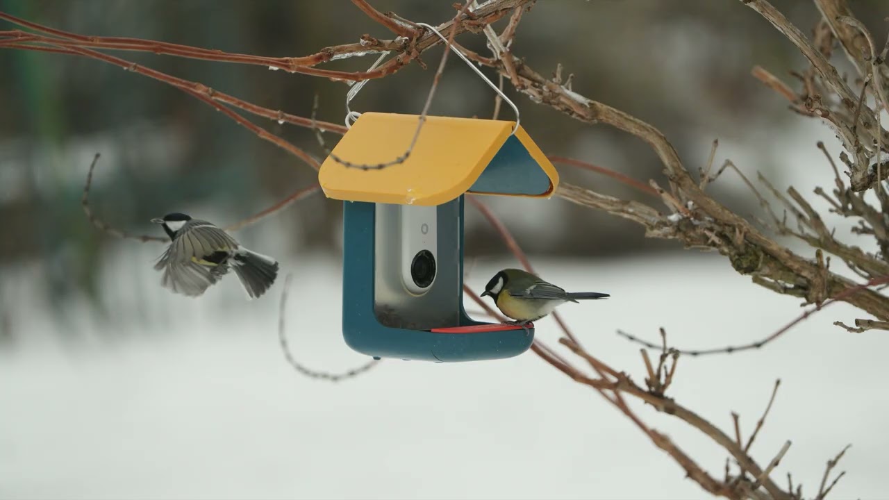 20260109 bis 18 Vogerl im Garten