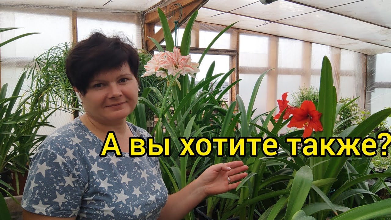 Мои гиппеаструмы вновь цветут летом!
