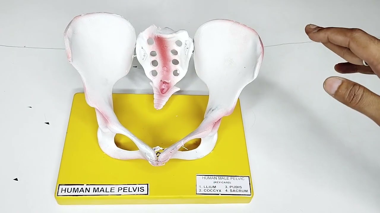 How to use//Human Male Pelvis//Anatomical Structure//