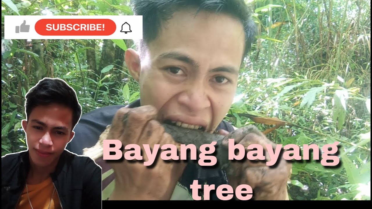 Bayang bayang tree SG channel