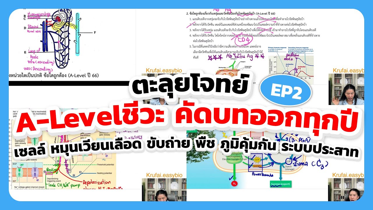 ตะลุยโจทย์ชีวะ A-level คัดบทออกทุกปี เซลล์ หมุนเวียนเลือด ขับถ่าย พืช ภูมิคุ้มกัน ระบบประสาท EP.2