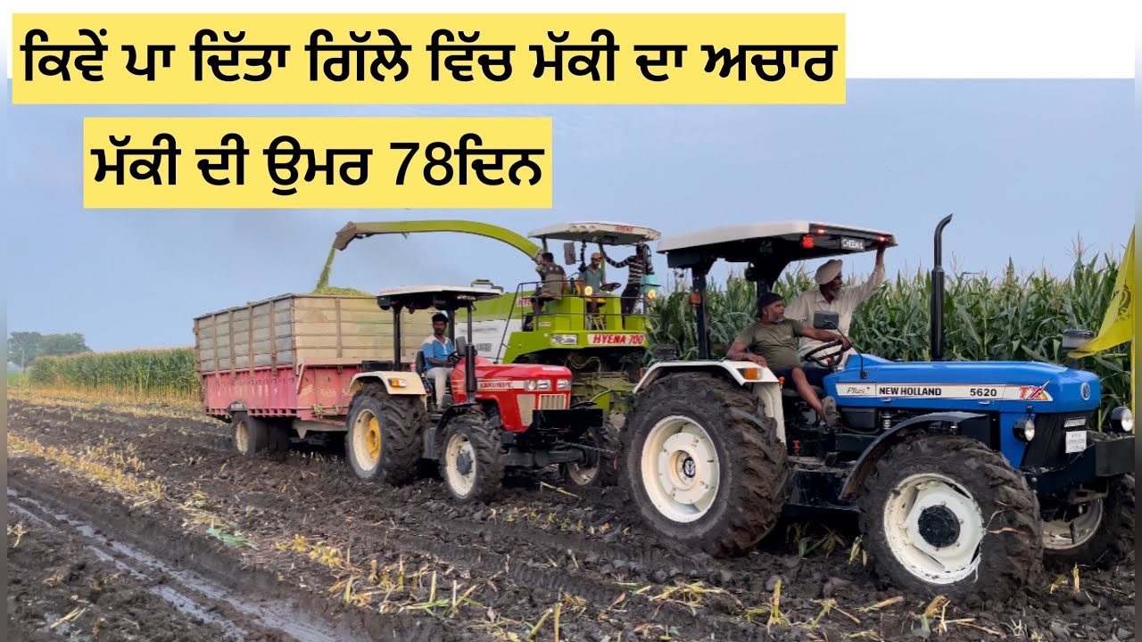 ਕਿਵੇਂ ਪਾ ਦਿੱਤਾ ਗਿੱਲੇ ਵਿੱਚ ਮੱਕੀ ਦਾ ਅਚਾਰ Corn Silage | Makki da achaar #khetibadi #corn #top #farming