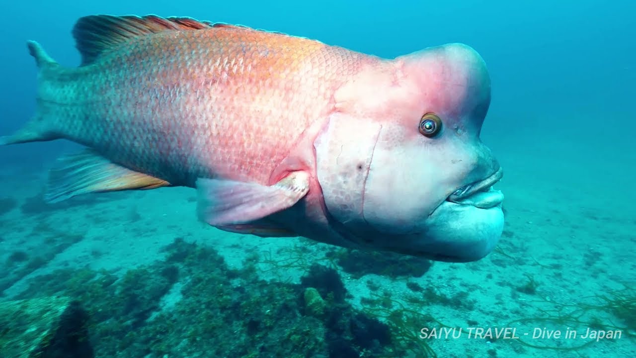 YORIKO  Asian sheepshead wrasse　コブダイの頼子・波左間海中公園
