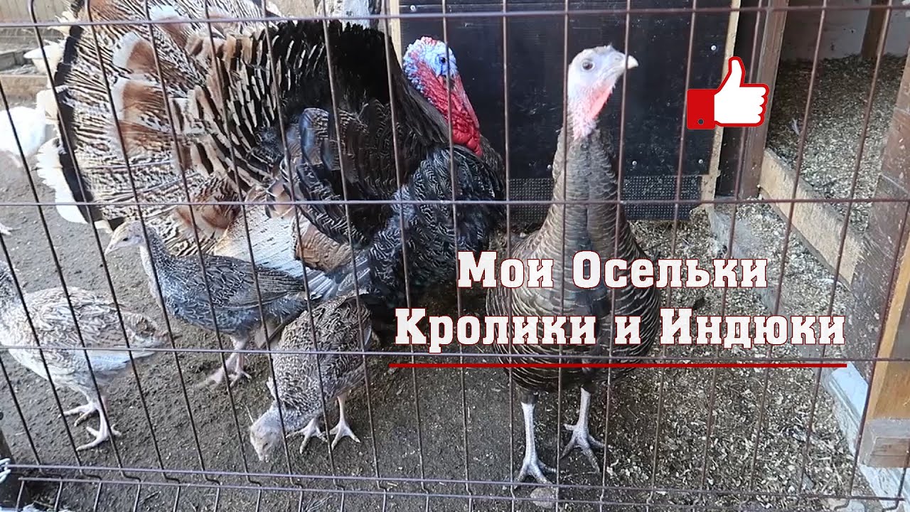 Мои Осельки. Кролики и Индюки