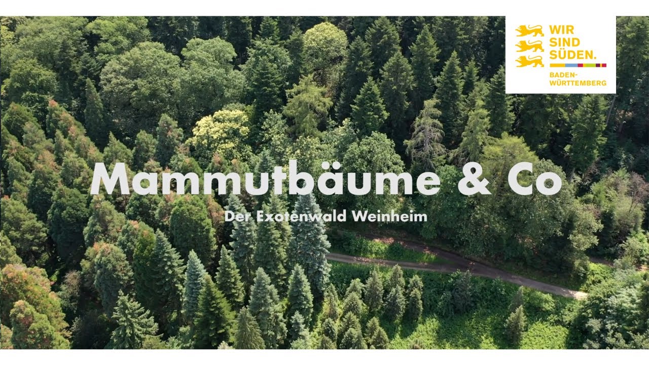 Mammutbäume im Exotenwald Weinheim